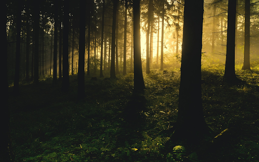 light in the forest from Chrome web store to be run with OffiDocs Chromium online light in the forest from Chrome web store to be run with OffiDocs Chromium online