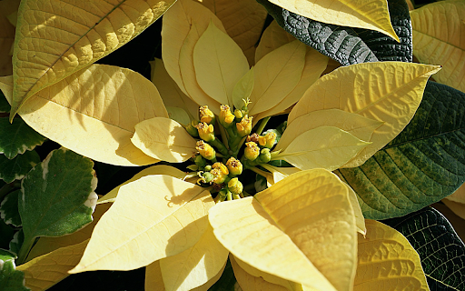Light yellow poinsettia flowers from Chrome web store to be run with OffiDocs Chromium online Light yellow poinsettia flowers from Chrome web store to be run with OffiDocs Chromium online