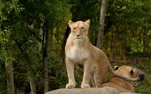 Lion standing on a rock from Chrome web store to be run with OffiDocs Chromium online Lion standing on a rock from Chrome web store to be run with OffiDocs Chromium online