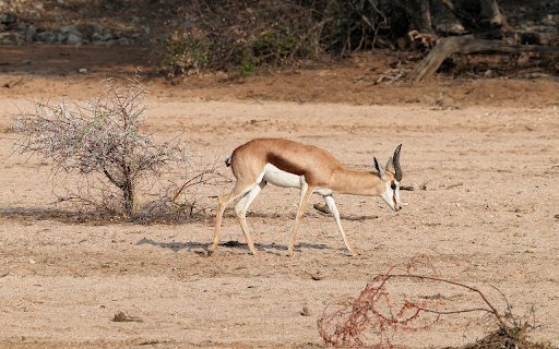 Little Antelope from Chrome web store to be run with OffiDocs Chromium online Little Antelope from Chrome web store to be run with OffiDocs Chromium online