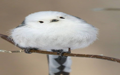 little bird wallpaper on tree branch from Chrome web store to be run with OffiDocs Chromium online little bird wallpaper on tree branch from Chrome web store to be run with OffiDocs Chromium online