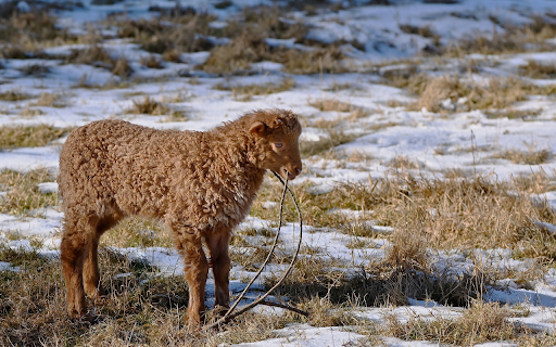 Little brown sheep from Chrome web store to be run with OffiDocs Chromium online Little brown sheep from Chrome web store to be run with OffiDocs Chromium online