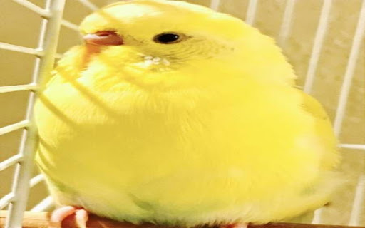 little yellow parrot wallpaper from Chrome web store to be run with OffiDocs Chromium online little yellow parrot wallpaper from Chrome web store to be run with OffiDocs Chromium online