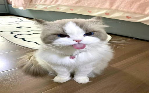 longhair cat wallpaper in cream gray from Chrome web store to be run with OffiDocs Chromium online longhair cat wallpaper in cream gray from Chrome web store to be run with OffiDocs Chromium online