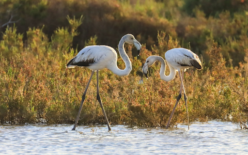 Long legged bird from Chrome web store to be run with OffiDocs Chromium online Long legged bird from Chrome web store to be run with OffiDocs Chromium online