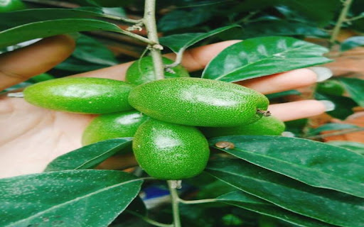 loquat wallpaper from Chrome web store to be run with OffiDocs Chromium online loquat wallpaper from Chrome web store to be run with OffiDocs Chromium online