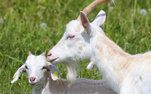 Lovely white goat mother from Chrome web store to be run with OffiDocs Chromium online Lovely white goat mother from Chrome web store to be run with OffiDocs Chromium online