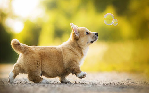 lucky brown dog from Chrome web store to be run with OffiDocs Chromium online lucky brown dog from Chrome web store to be run with OffiDocs Chromium online