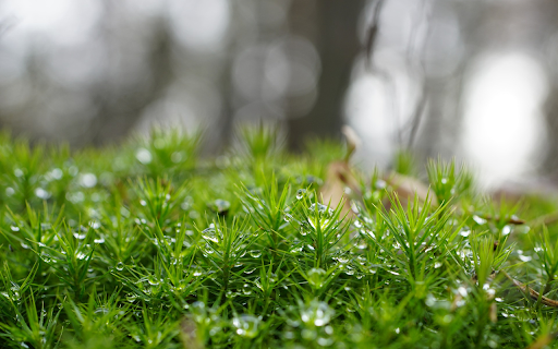 Lush green moss from Chrome web store to be run with OffiDocs Chromium online Lush green moss from Chrome web store to be run with OffiDocs Chromium online