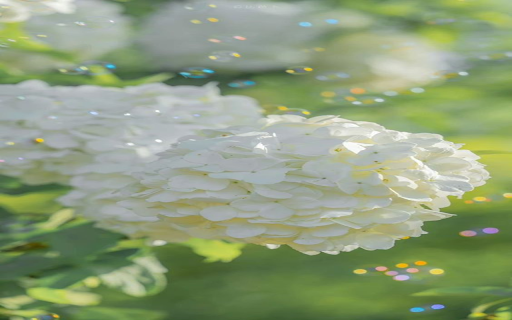 Milkwood pine flower wallpaper from Chrome web store to be run with OffiDocs Chromium online Milkwood pine flower wallpaper from Chrome web store to be run with OffiDocs Chromium online
