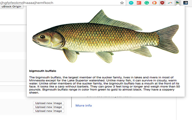 Minnesota FUN Fish Facts from Chrome web store to be run with OffiDocs Chromium online Minnesota FUN Fish Facts from Chrome web store to be run with OffiDocs Chromium online