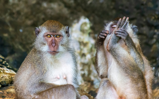 Mischievous Apes from Chrome web store to be run with OffiDocs Chromium online Mischievous Apes from Chrome web store to be run with OffiDocs Chromium online