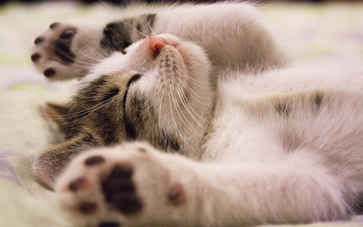 Mischievous kitten from Chrome web store to be run with OffiDocs Chromium online Mischievous kitten from Chrome web store to be run with OffiDocs Chromium online