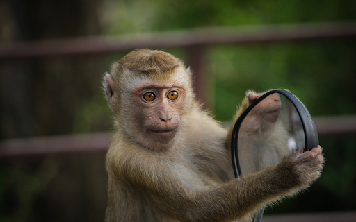 Mischievous monkey from Chrome web store to be run with OffiDocs Chromium online Mischievous monkey from Chrome web store to be run with OffiDocs Chromium online