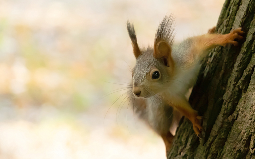Mischievous yellow squirrel from Chrome web store to be run with OffiDocs Chromium online Mischievous yellow squirrel from Chrome web store to be run with OffiDocs Chromium online