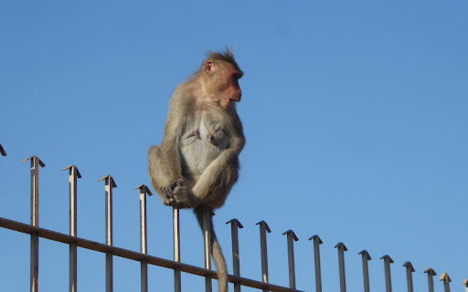 monkey on the fence from Chrome web store to be run with OffiDocs Chromium online monkey on the fence from Chrome web store to be run with OffiDocs Chromium online