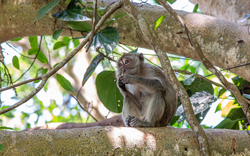 Monkey on the tree from Chrome web store to be run with OffiDocs Chromium online Monkey on the tree from Chrome web store to be run with OffiDocs Chromium online