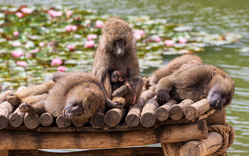 Monkey sleeping on the bridge from Chrome web store to be run with OffiDocs Chromium online Monkey sleeping on the bridge from Chrome web store to be run with OffiDocs Chromium online