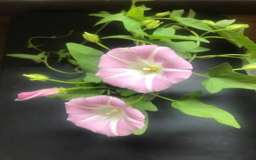 morning glory wallpaper from Chrome web store to be run with OffiDocs Chromium online morning glory wallpaper from Chrome web store to be run with OffiDocs Chromium online