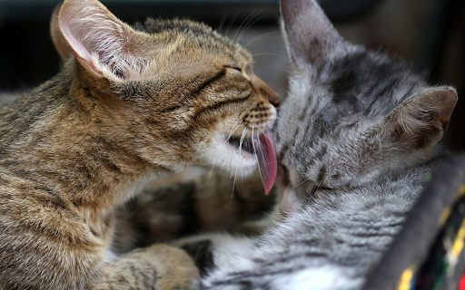 Mother and daughter tabby cat from Chrome web store to be run with OffiDocs Chromium online Mother and daughter tabby cat from Chrome web store to be run with OffiDocs Chromium online