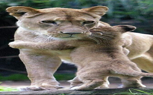 mother lion and cub wallpaper from Chrome web store to be run with OffiDocs Chromium online mother lion and cub wallpaper from Chrome web store to be run with OffiDocs Chromium online