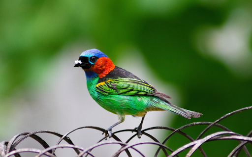 Multicolored bird from Chrome web store to be run with OffiDocs Chromium online Multicolored bird from Chrome web store to be run with OffiDocs Chromium online