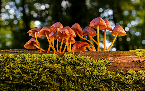 Mushrooms grow on trees from Chrome web store to be run with OffiDocs Chromium online Mushrooms grow on trees from Chrome web store to be run with OffiDocs Chromium online