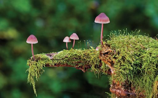Mushrooms Moss from Chrome web store to be run with OffiDocs Chromium online Mushrooms Moss from Chrome web store to be run with OffiDocs Chromium online