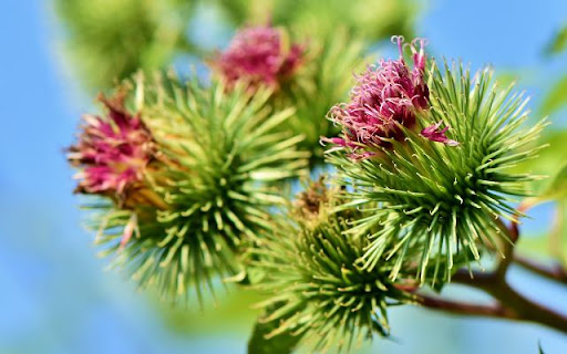 Nature’s Gift of Strength and Vitality from Chrome web store to be run with OffiDocs Chromium online Nature’s Gift of Strength and Vitality from Chrome web store to be run with OffiDocs Chromium online