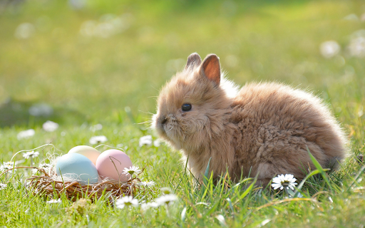 Nest of eggs and baby rabbits from Chrome web store to be run with OffiDocs Chromium online Nest of eggs and baby rabbits from Chrome web store to be run with OffiDocs Chromium online