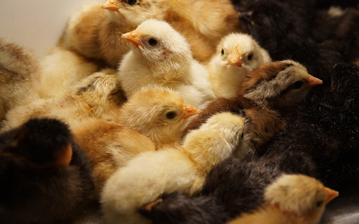 Newly hatched chicks from Chrome web store to be run with OffiDocs Chromium online Newly hatched chicks from Chrome web store to be run with OffiDocs Chromium online