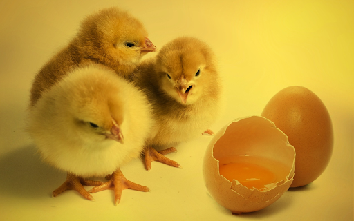 Newly hatched fluffy chicks from Chrome web store to be run with OffiDocs Chromium online Newly hatched fluffy chicks from Chrome web store to be run with OffiDocs Chromium online