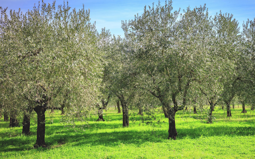 Olive Tree from Chrome web store to be run with OffiDocs Chromium online Olive Tree from Chrome web store to be run with OffiDocs Chromium online