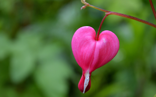 Open heart flower from Chrome web store to be run with OffiDocs Chromium online Open heart flower from Chrome web store to be run with OffiDocs Chromium online