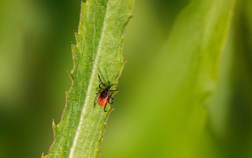 Orange Beetle on the Leaf from Chrome web store to be run with OffiDocs Chromium online Orange Beetle on the Leaf from Chrome web store to be run with OffiDocs Chromium online