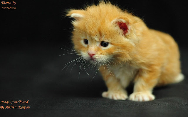 Orange Kitten from Chrome web store to be run with OffiDocs Chromium online Orange Kitten from Chrome web store to be run with OffiDocs Chromium online