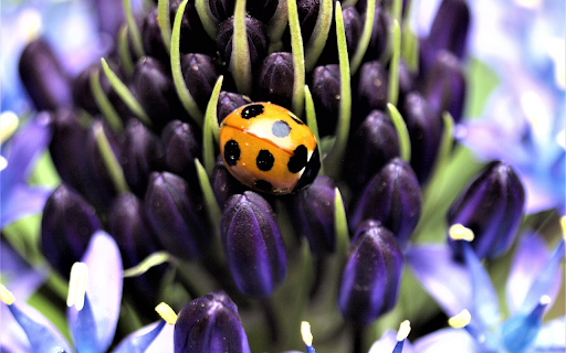 Orange ladybug from Chrome web store to be run with OffiDocs Chromium online Orange ladybug from Chrome web store to be run with OffiDocs Chromium online