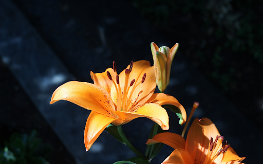 Orange Lily from Chrome web store to be run with OffiDocs Chromium online Orange Lily from Chrome web store to be run with OffiDocs Chromium online