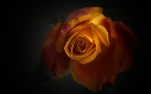 Orange Rose from Chrome web store to be run with OffiDocs Chromium online Orange Rose from Chrome web store to be run with OffiDocs Chromium online