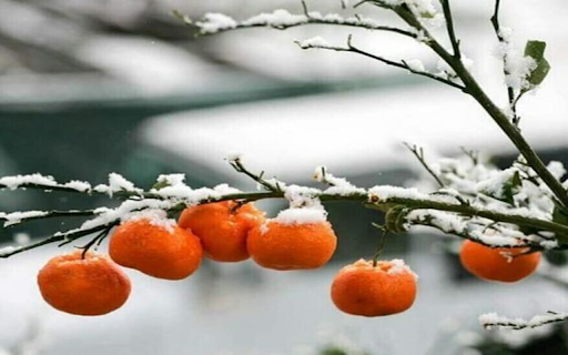 Oranges in the snow Wallpaper from Chrome web store to be run with OffiDocs Chromium online Oranges in the snow Wallpaper from Chrome web store to be run with OffiDocs Chromium online