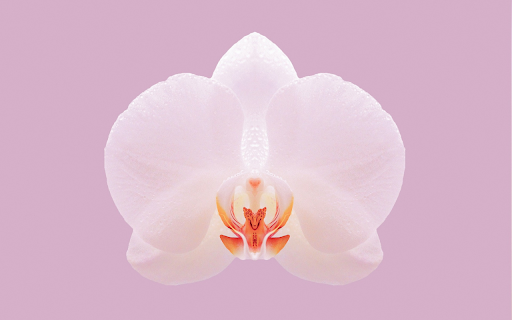 Orchid from Chrome web store to be run with OffiDocs Chromium online Orchid from Chrome web store to be run with OffiDocs Chromium online