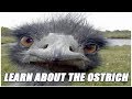 Ostrich Ranch from Chrome web store to be run with OffiDocs Chromium online Ostrich Ranch from Chrome web store to be run with OffiDocs Chromium online