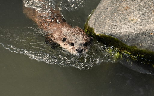 Otter Swimming in the Stream from Chrome web store to be run with OffiDocs Chromium online Otter Swimming in the Stream from Chrome web store to be run with OffiDocs Chromium online