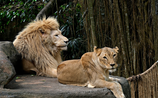 Pair of lions next to the rock from Chrome web store to be run with OffiDocs Chromium online Pair of lions next to the rock from Chrome web store to be run with OffiDocs Chromium online