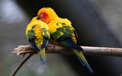 Pair of Parrots Sleeping on a Branch from Chrome web store to be run with OffiDocs Chromium online Pair of Parrots Sleeping on a Branch from Chrome web store to be run with OffiDocs Chromium online