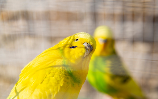 Pair of yellow green parrots from Chrome web store to be run with OffiDocs Chromium online Pair of yellow green parrots from Chrome web store to be run with OffiDocs Chromium online