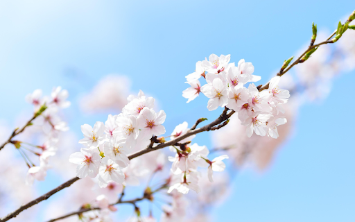 Peach blossom branches from Chrome web store to be run with OffiDocs Chromium online Peach blossom branches from Chrome web store to be run with OffiDocs Chromium online