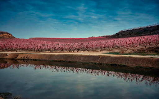 Peach garden blooming from Chrome web store to be run with OffiDocs Chromium online Peach garden blooming from Chrome web store to be run with OffiDocs Chromium online