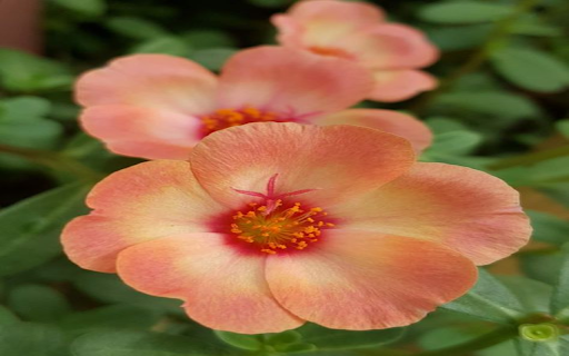 Peach orange flower wallpaper from Chrome web store to be run with OffiDocs Chromium online Peach orange flower wallpaper from Chrome web store to be run with OffiDocs Chromium online