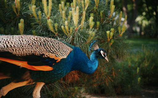 Peacock Green Garden from Chrome web store to be run with OffiDocs Chromium online Peacock Green Garden from Chrome web store to be run with OffiDocs Chromium online